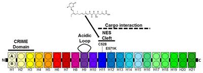 Small Molecule Inhibitors of CRM1